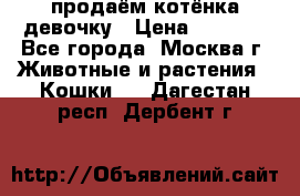 продаём котёнка девочку › Цена ­ 6 500 - Все города, Москва г. Животные и растения » Кошки   . Дагестан респ.,Дербент г.